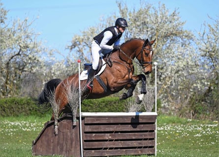 German Sport Horse, Gelding, 6 years, 17.1 hh, Brown