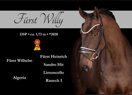 German Sport Horse, Gelding, 6 years, 17 hh, Bay-Dark