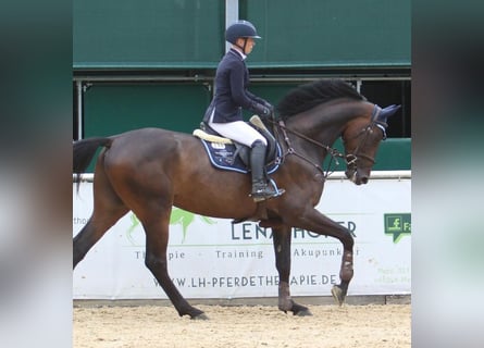 German Sport Horse, Gelding, 6 years, 17 hh, Bay-Dark