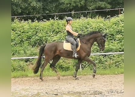 German Sport Horse, Gelding, 6 years, 17 hh, Black