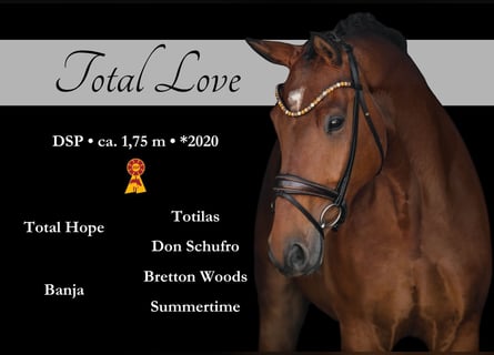 German Sport Horse, Gelding, 6 years, 17 hh, Brown