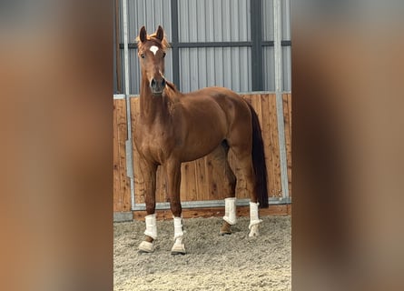 German Sport Horse, Gelding, 6 years, 17 hh, Chestnut-Red