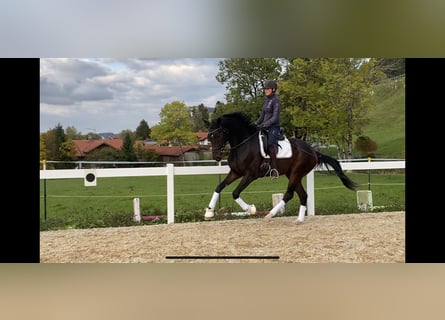 German Sport Horse, Gelding, 6 years, 17 hh, Smoky-Black