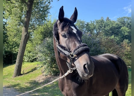 German Sport Horse, Gelding, 6 years, 17 hh, Smoky-Black