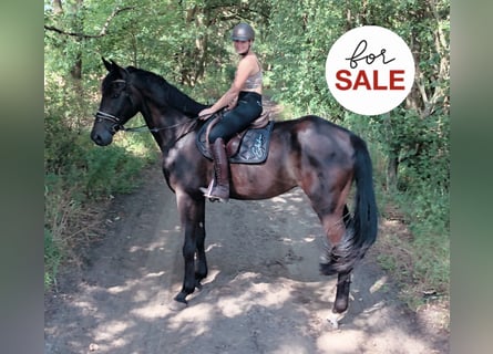 German Sport Horse, Gelding, 6 years, 17 hh, Smoky-Black