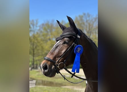 German Sport Horse, Gelding, 6 years, Bay-Dark
