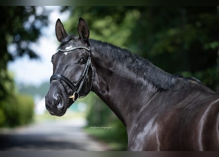 German Sport Horse, Gelding, 6 years, Black