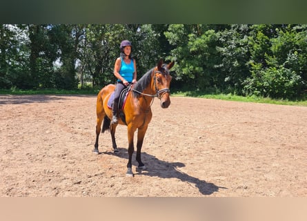 German Sport Horse, Gelding, 7 years, 16.1 hh, Brown