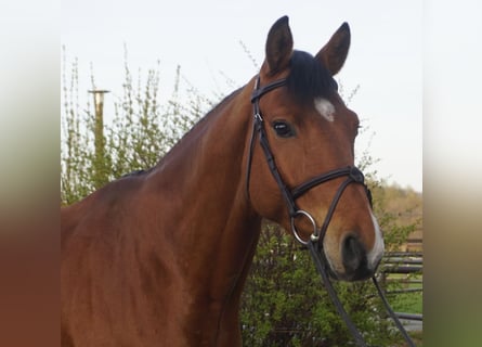 German Sport Horse, Gelding, 7 years, 16,1 hh, Brown