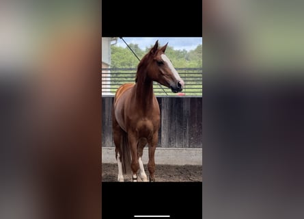 German Sport Horse, Gelding, 7 years, 16,1 hh, Chestnut-Red