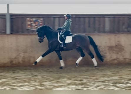 German Sport Horse, Gelding, 7 years, 16.2 hh, Bay-Dark