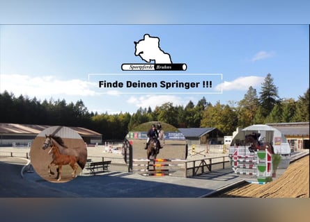 German Sport Horse, Gelding, 7 years, 16.2 hh, Brown