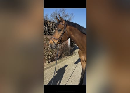 German Sport Horse, Gelding, 7 years, 16,2 hh, Brown