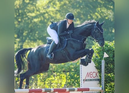 German Sport Horse, Gelding, 7 years, 16.2 hh, Smoky-Black