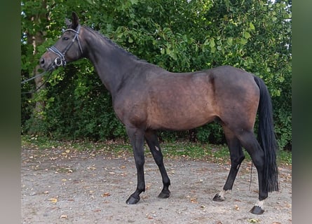 German Sport Horse, Gelding, 7 years, 16.3 hh, Bay-Dark