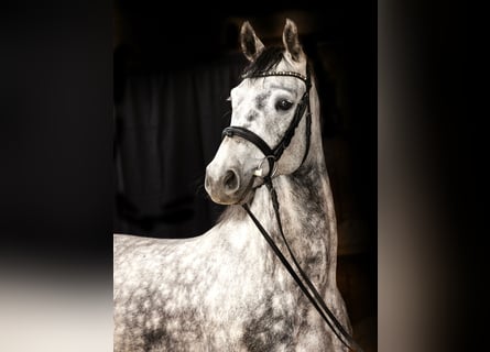 German Sport Horse, Gelding, 7 years, 16 hh, Gray