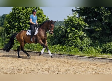 German Sport Horse, Gelding, 7 years, 16,1 hh, Brown