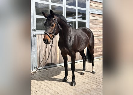German Sport Horse, Gelding, 7 years, 16,1 hh, Brown
