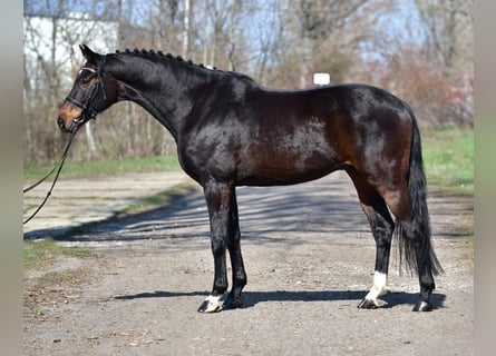 German Sport Horse, Gelding, 7 years, 16,2 hh, Bay-Dark