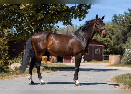 German Sport Horse, Gelding, 7 years, 17 hh, Bay-Dark