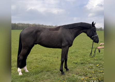 German Sport Horse, Gelding, 7 years, 17 hh, Black