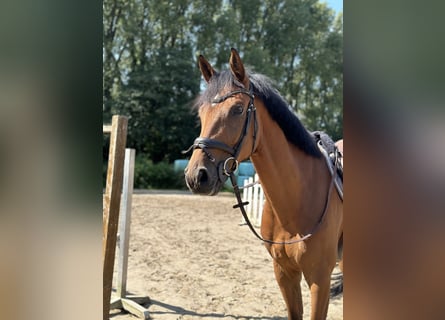 German Sport Horse, Gelding, 7 years, 17 hh, Brown