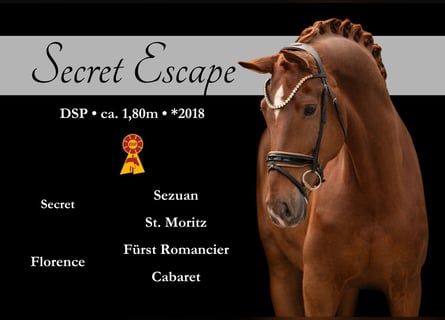 German Sport Horse, Gelding, 7 years, 17,2 hh, Chestnut-Red