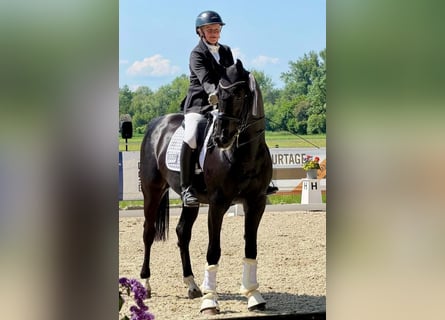 German Sport Horse, Gelding, 8 years, 16.1 hh, Black