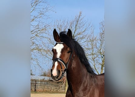 German Sport Horse, Gelding, 8 years, 16,1 hh, Brown