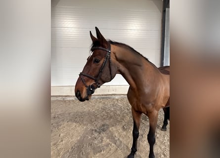 German Sport Horse, Gelding, 8 years, 16,1 hh, Brown