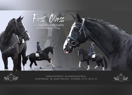 German Sport Horse, Gelding, 8 years, 16.2 hh, Black