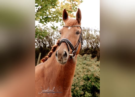 German Sport Horse, Gelding, 8 years, 16.2 hh, Chestnut-Red