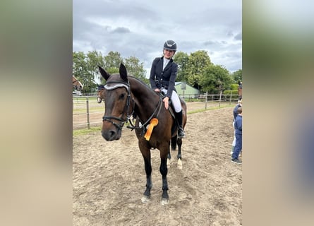 Deutsches Sportpferd, Wallach, 8 Jahre, 16,3 hh, Dunkelbrauner