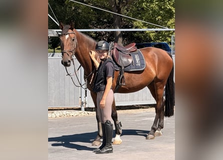 German Sport Horse, Gelding, 8 years, 16 hh, Brown
