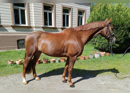 German Sport Horse, Gelding, 8 years, 16 hh, Chestnut-Red