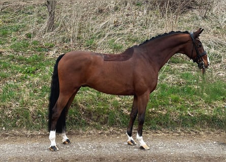 German Sport Horse, Gelding, 8 years, 16,2 hh, Brown
