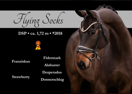 German Sport Horse, Gelding, 8 years, 16,3 hh, Bay-Dark