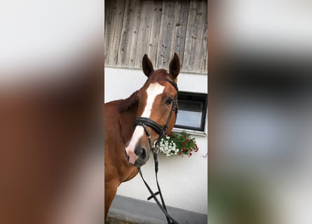 German Sport Horse, Gelding, 8 years, 17,1 hh, Chestnut-Red