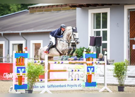 German Sport Horse, Gelding, 8 years, 17 hh, Grey
