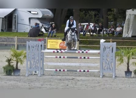 German Sport Horse, Gelding, 8 years, Grey