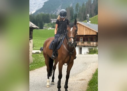 German Sport Horse, Gelding, 9 years, 16.2 hh, Brown