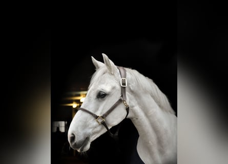 German Sport Horse, Gelding, 9 years, 16,1 hh, Grey