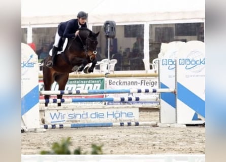 German Sport Horse, Gelding, 9 years, 16,2 hh, Bay-Dark