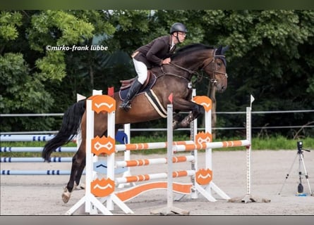 German Sport Horse, Gelding, 9 years, 17.1 hh, Brown