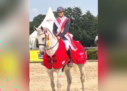 German Sport Horse, Gelding, 9 years, 17 hh, Grey
