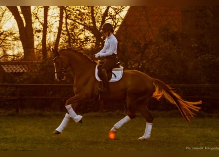 German Sport Horse, Gelding, 9 years, 17,1 hh, Chestnut-Red