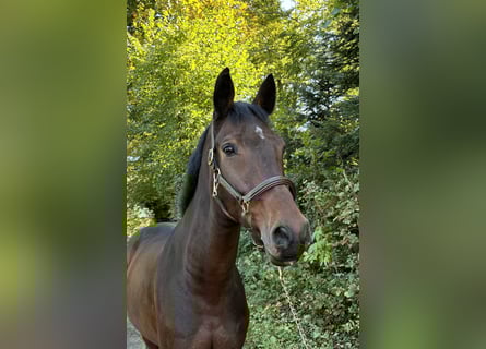German Sport Horse, Gelding, 9 years