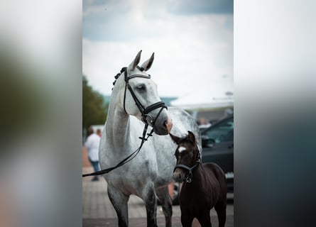 German Sport Horse, Mare, 10 years, 15.2 hh, Grey