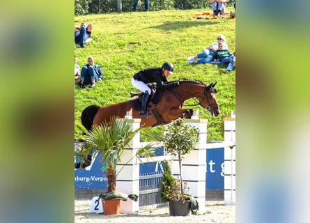 German Sport Horse, Mare, 10 years, 16.1 hh, Brown