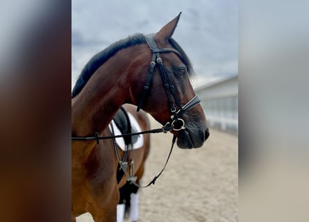 German Sport Horse, Mare, 10 years, 16 hh, Brown